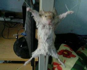 最新老鼠爆料视频大全集,视频大全集深度解析